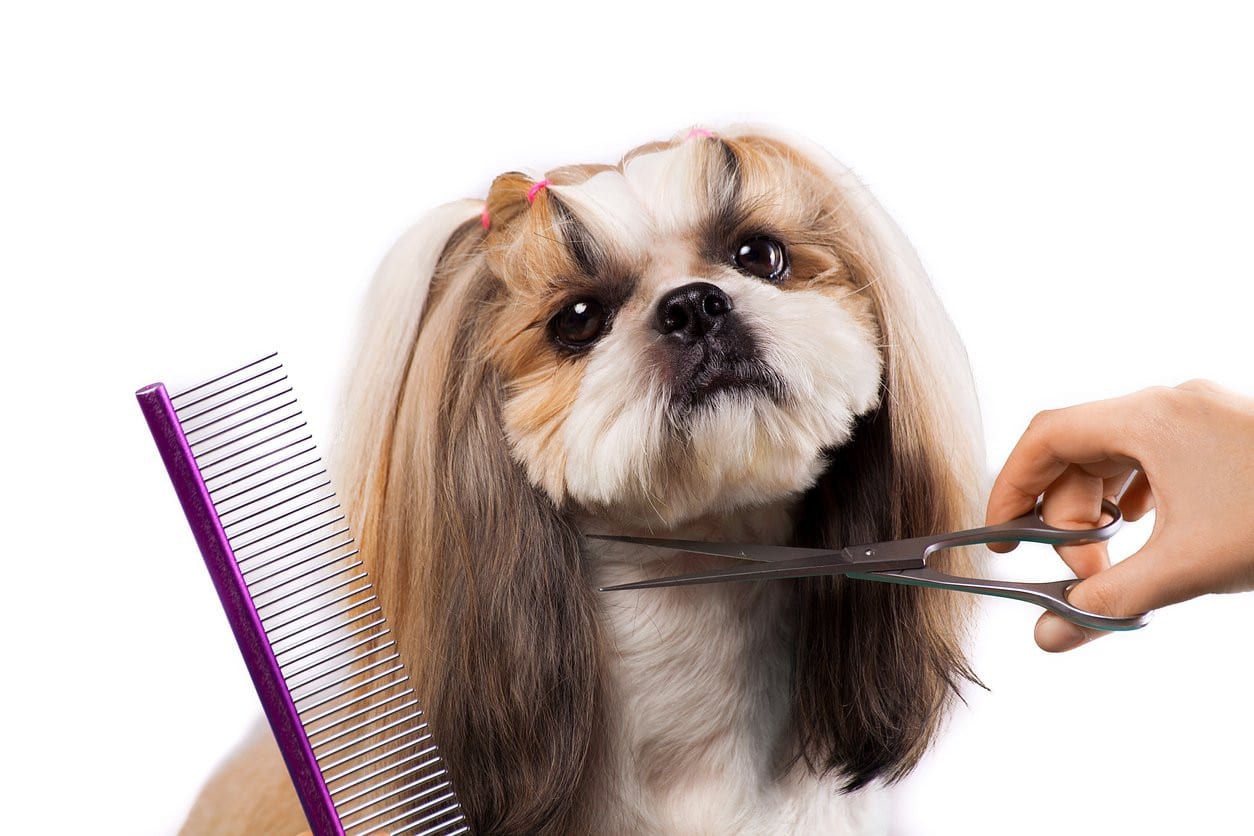 DIY Grooming Long-haired Dogs