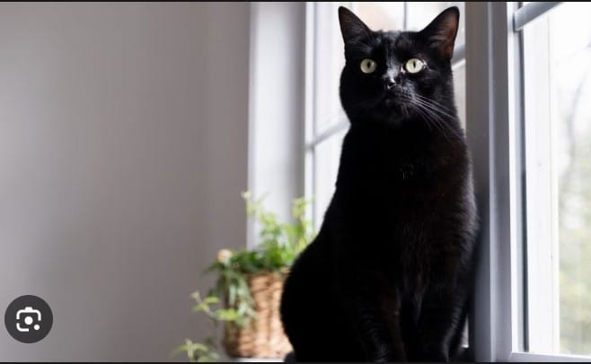 10 Beautiful Black Cat Breeds you can Adopt