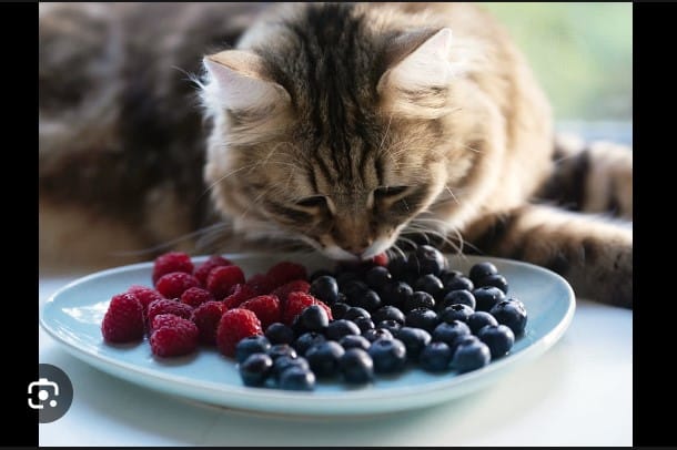 10 Fruits you Can Give your Cat
