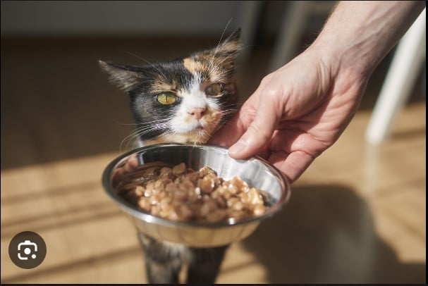 10 Human Foods you Shouldn't Give your Cat