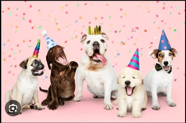 10 Ideas to make your Dog's Birthday Memorable