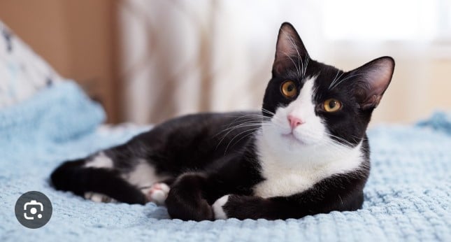 15 Cat Behaviors you didn't know about