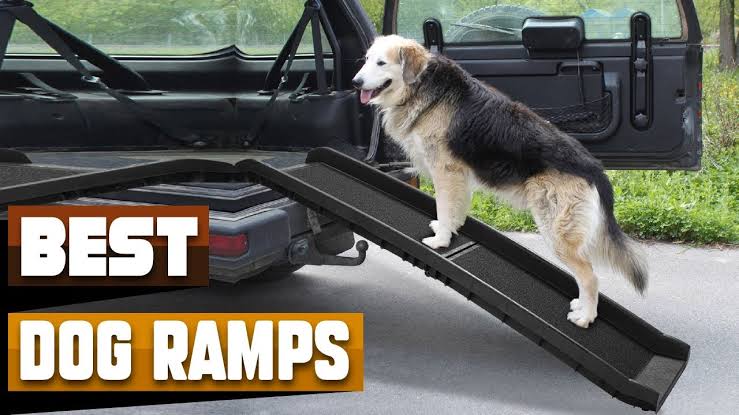 Best Dog Ramp For Cars