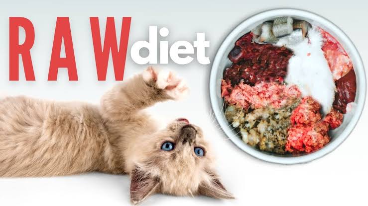 A Comprehensive Guide To Raw Cat Food