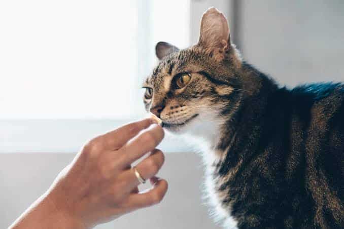 The Essential Guide To Cat Supplements