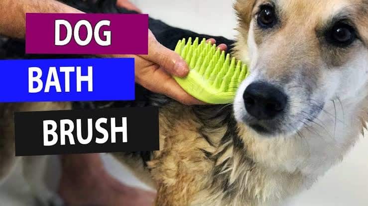 How To Use A Dog Bath Brush