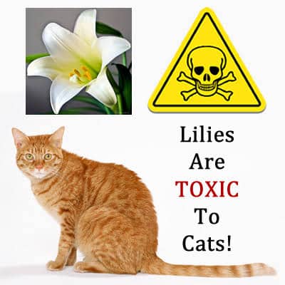 Are Lilies Toxic To Cats: Find Out If Lilies Affects Your Cat