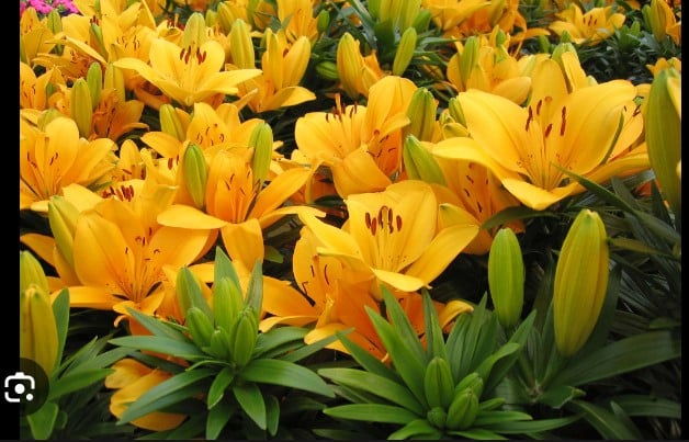 Are Lilies Toxic to Dogs?: Find out How it Affects Them