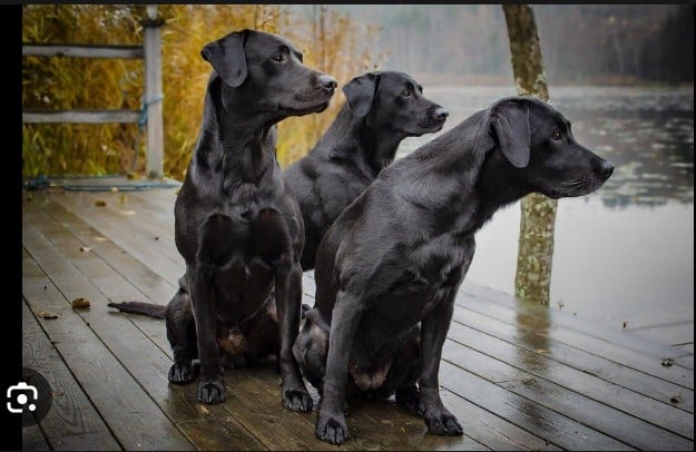Best Black Dog breeds