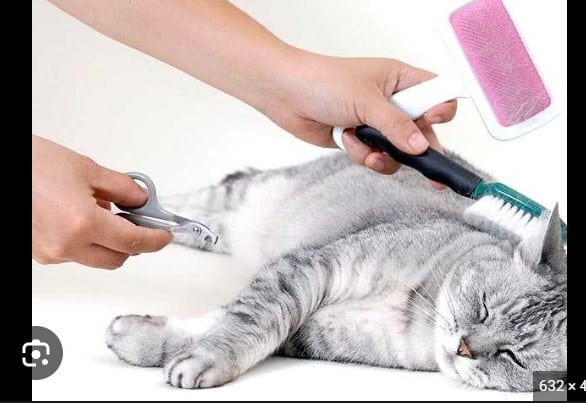 Best Cat Grooming Accessories