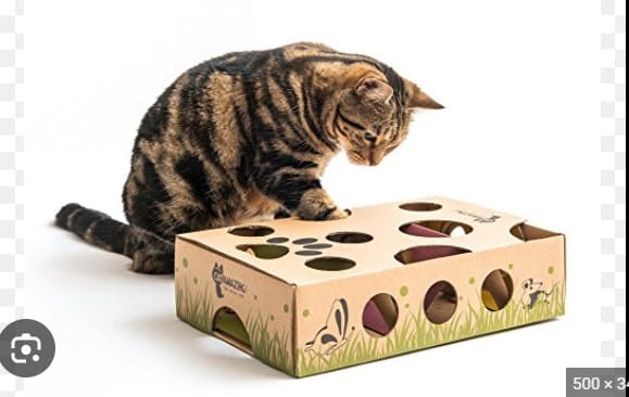Best Cat Toys based on your Cat's Personality