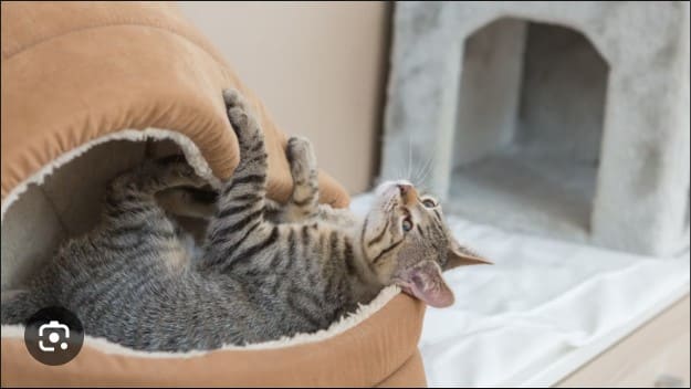 Top 10 Best Cat Beds for Purr-fect Comfort