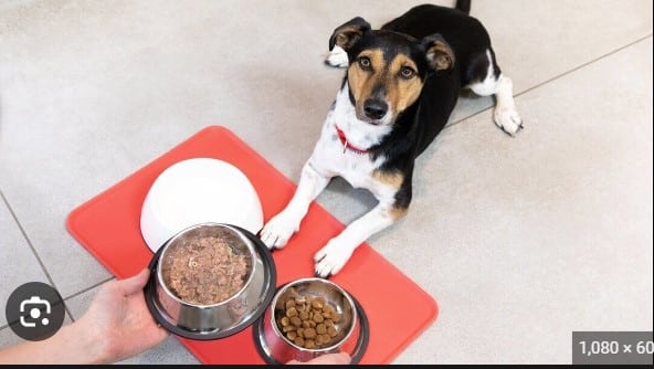 Best Dog Bowls for Healthy Eating Habit