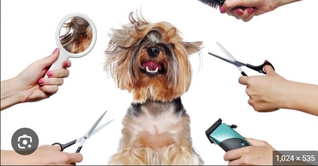 Best Dog Grooming Accessories