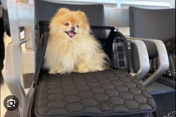 Best Products you need to Fly with a Dog
