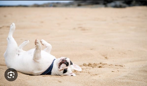 Best Sunscreens for your Dog this Summer!