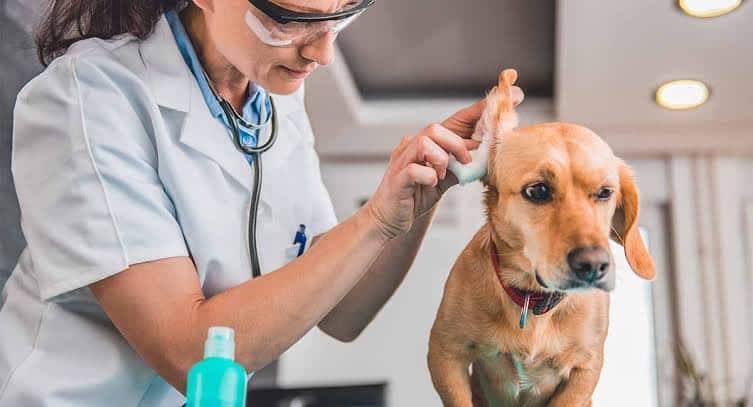The Essential Guide To Dog Ear Cleaner