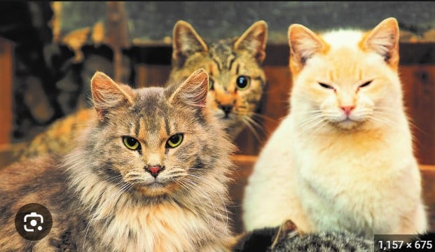 Different Cat Breeds and their Personalities