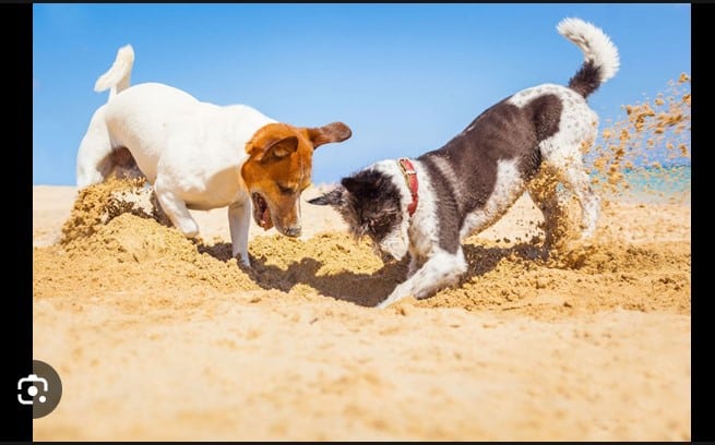 10 Typical Dog Behavior Challenges and Solution