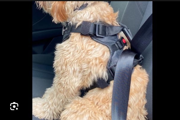 Dog Car Seat: Check out Top 10 Dog Car Seats and How To Fix Them