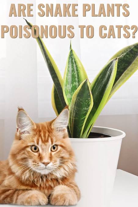 Are Snake Plants Toxic To Cats: See How Snake Plants Can Affect Cats