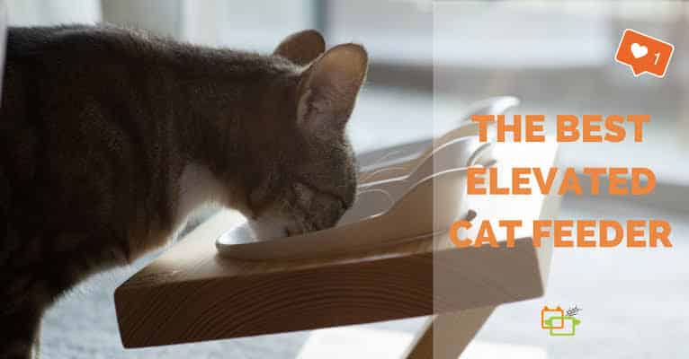 Choosing The Best Elevated Cat Bowls For Optimal Cat Comfort