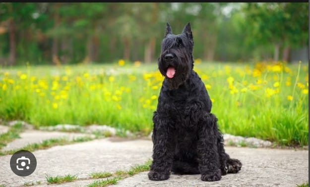 Best Black Dog breeds