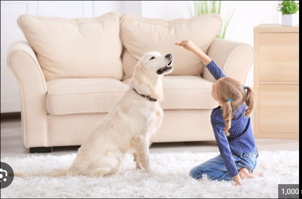 How to Create a Dog-friendly Home