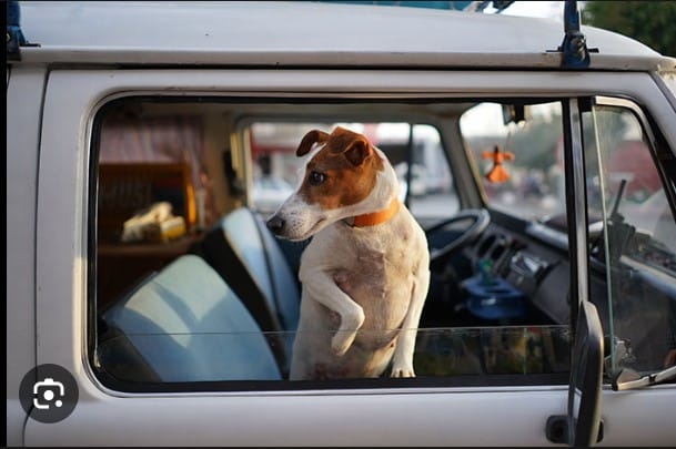 How to get Dog Hair Out of the Car: See the Easiest Method