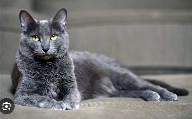 10 Most Clever Cat Breeds