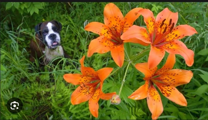 Are Lilies Toxic to Dogs?: Find out How it Affects Them