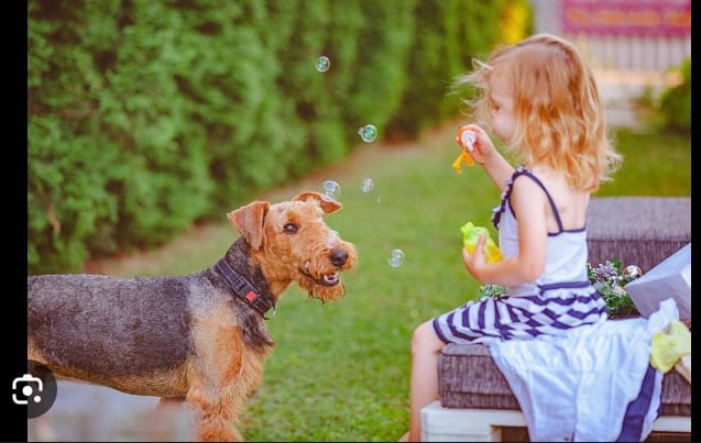 Playtime Champions: 10 Most Playful Dog Breeds