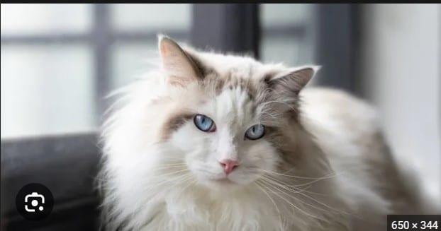 10 different Cat Breeds and their Personalities