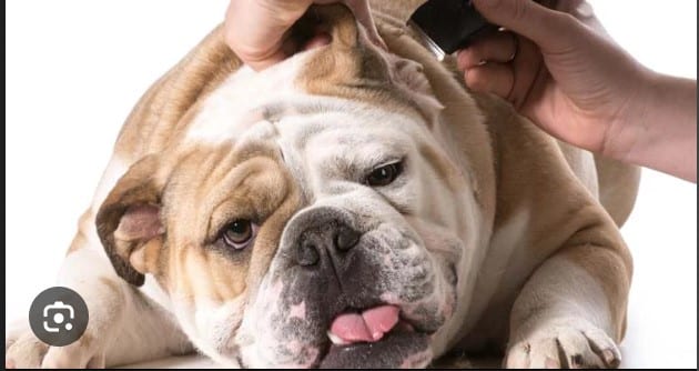 Tips for Grooming Different Types of Dog Coats