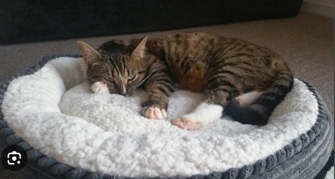 Top 10 Best Cat Beds for Purr-fect Comfort