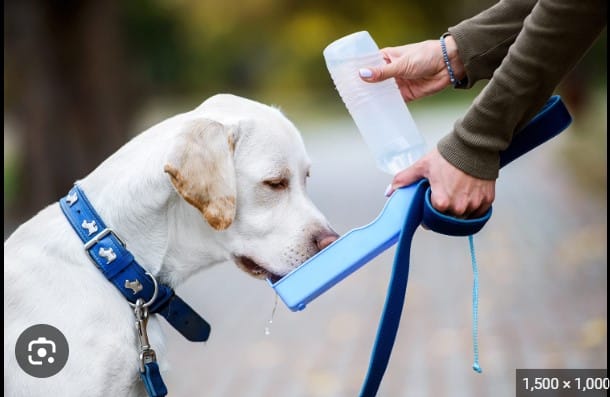 Top 10 Best Travel Friendly Dog Water Bottles