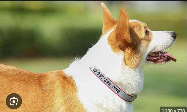 Top 10 Cute and Functional Puppy Collars