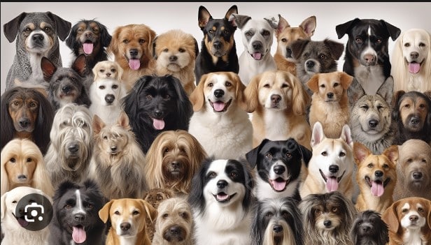 Top 10 Dog Breeds for Families