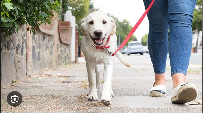 Training with Puppy Collars: Tips for Leash and Behavior Control