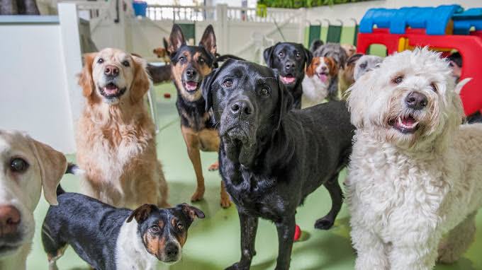 How to Find the Best Dog Daycare Near Me