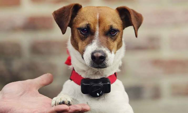 Bark Collars for Small Dogs
