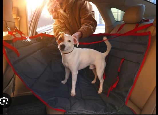 How to get Dog Hair Out of the Car: See the Easiest Method