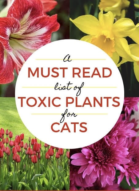 List Of Cat Toxic Flowers