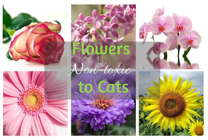 List Of Cat Safe Flowers