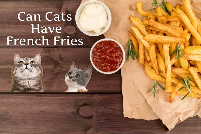Can Cats Eat French Fries?