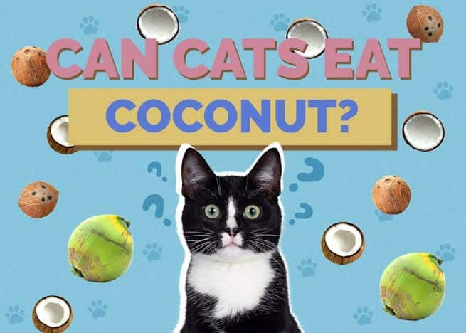 Can Cats Eat Coconut?