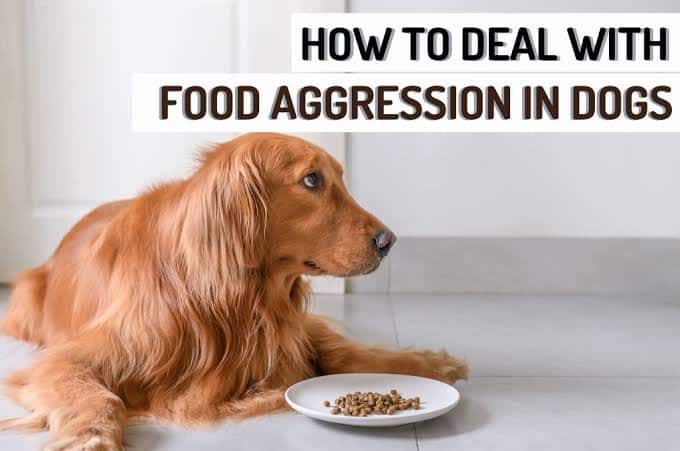 Food Aggression In Dogs