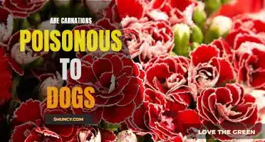 Are Carnations Toxic To Dogs?