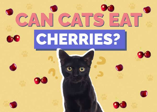 Can Cats Eat Cherries?