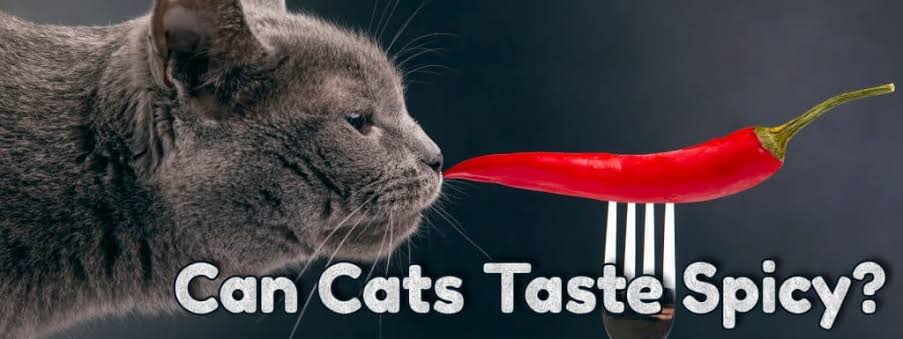 Can Cat Taste Spicy?